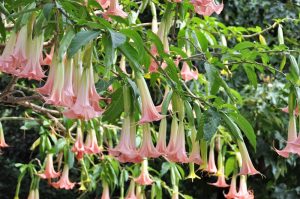 Brugmansia x candida Frilly Pink Angel Trumpet or Devil Trumpet hanging pink flowers with creamy white throats dangling down from branches