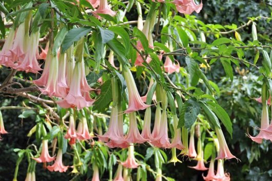 Brugmansia x candida Frilly Pink Angel Trumpet or Devil Trumpet hanging pink flowers with creamy white throats dangling down from branches
