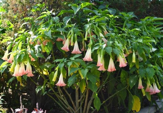 Brugmansia x candida Frilly Pink Angels trumpet or devils trumpet drooping pink and cream flowers with green foliage
