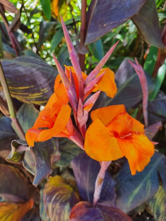 Canna Lily Tropicanna