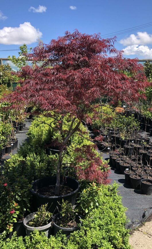 Acer palmatum dissectum Crimson Wave 20inch