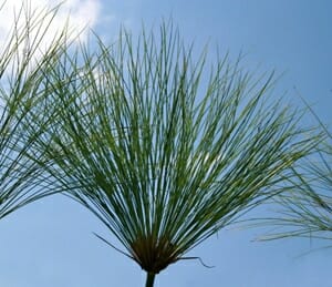 Cyperus Egyptian Papyrus