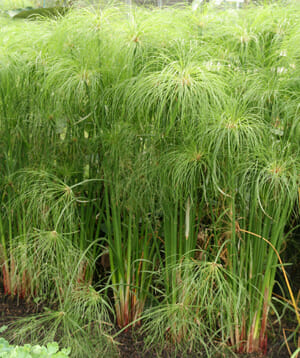 Reed Dwarf Cyperus papyrus