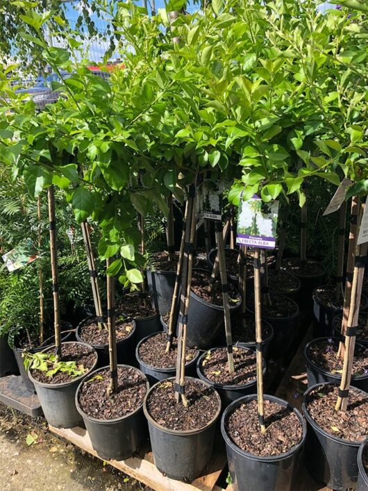 Hello hello plants Duranta Erecta Alba plants