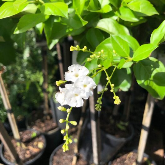 Hello hello plants Duranta Erecta Alba flower