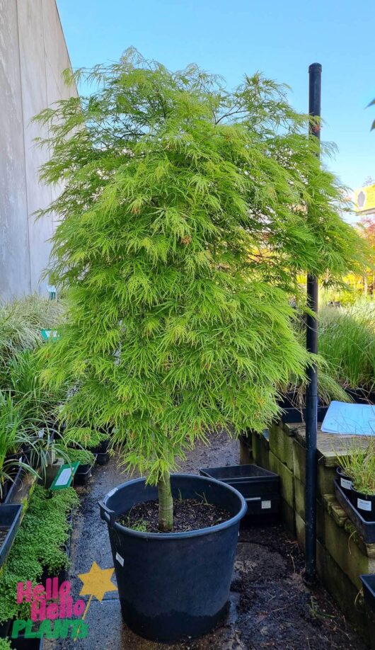 Acer palmatum 'Viridis' Japanese Maple 24" Pot