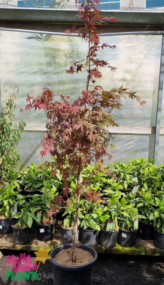 Acer 'Atropurpureum' Upright Japanese Maple 20" Pot
