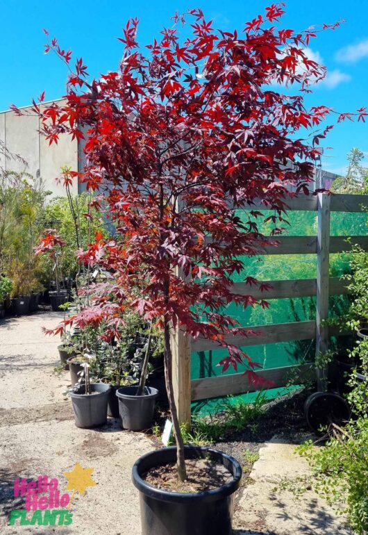 Acer 'Emperor 1' Japanese Maple 20" Pot