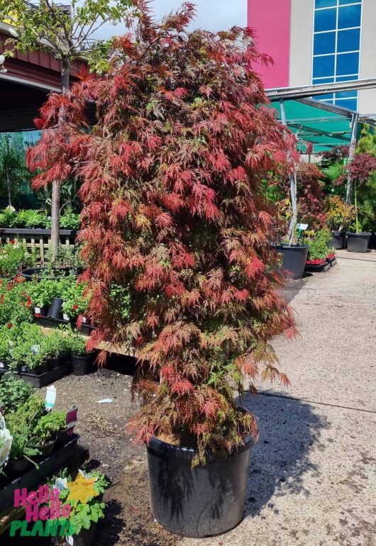 Acer 'Orangeola' Japanese Maple 20" Pot