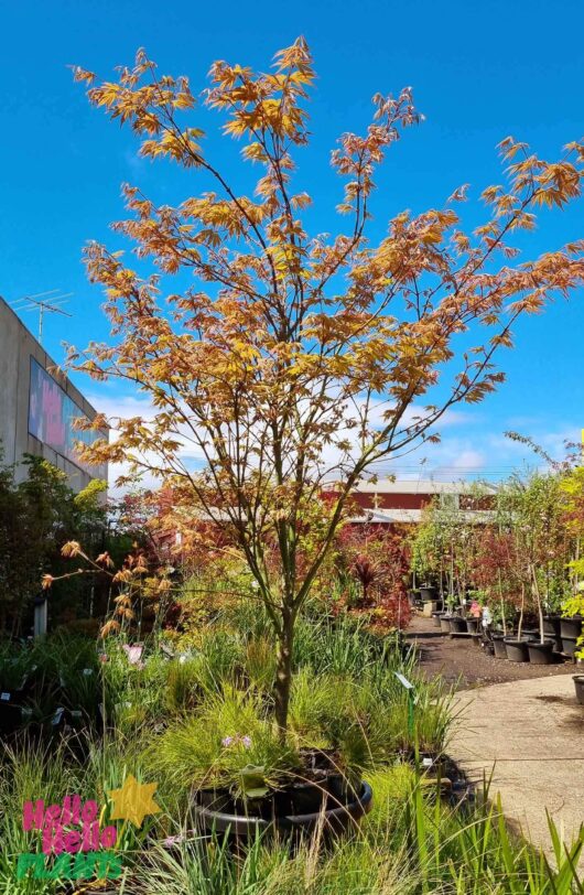 Acer 'Osakazuki' Japanese Maple 20" Pot