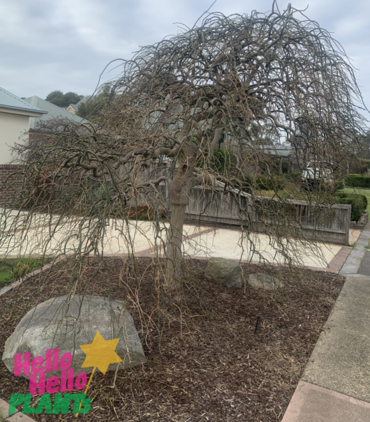 Sophora 'Weeping Japanese Pagoda Tree'