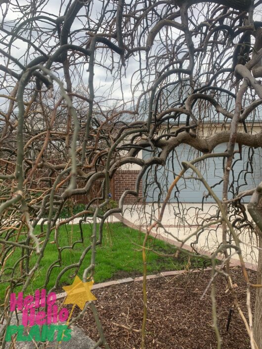 Sophora 'Weeping Japanese Pagoda Tree'