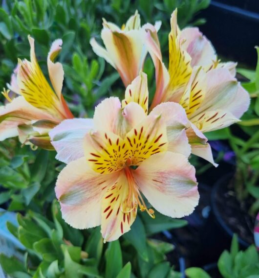 Alstroemeria 'Fabiana' Princess Variety