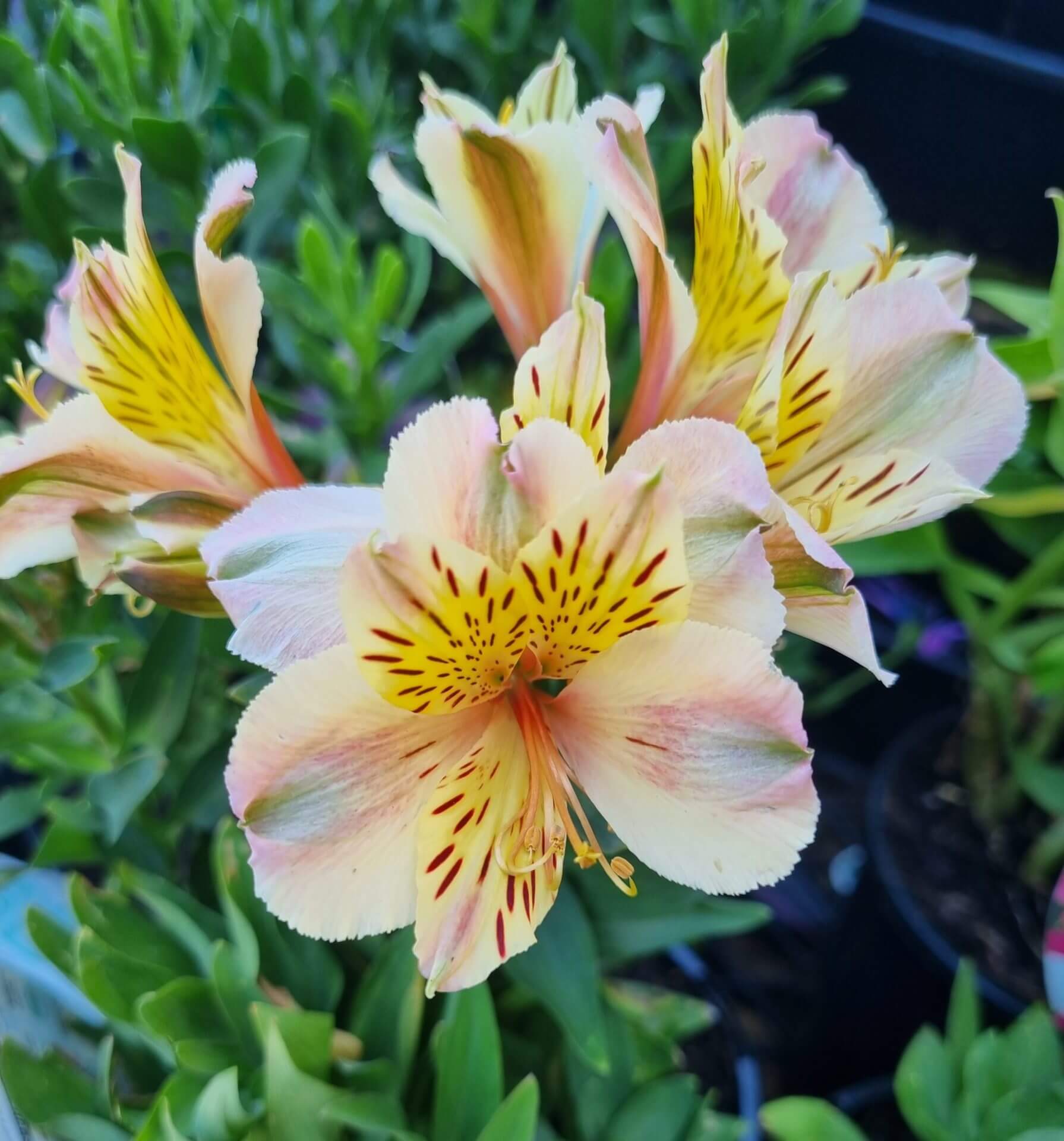 Alstroemeria Fabiana Princess Variety 7