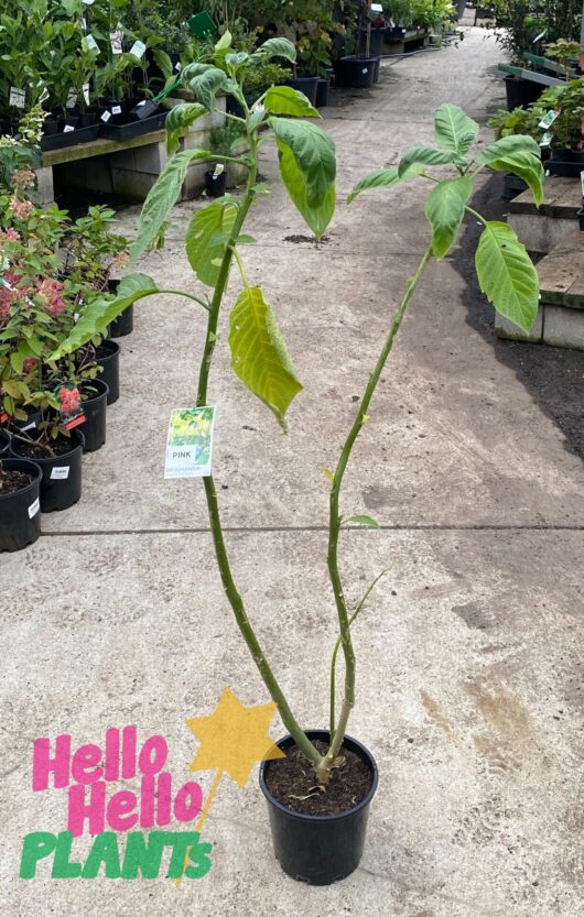 Brugmansia 'Frilly Pink' 8" Pot