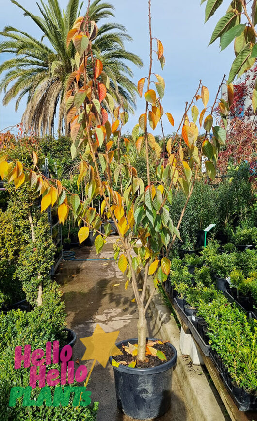 Prunus 'Kanzan' Ornamental Cherry 20" Pot