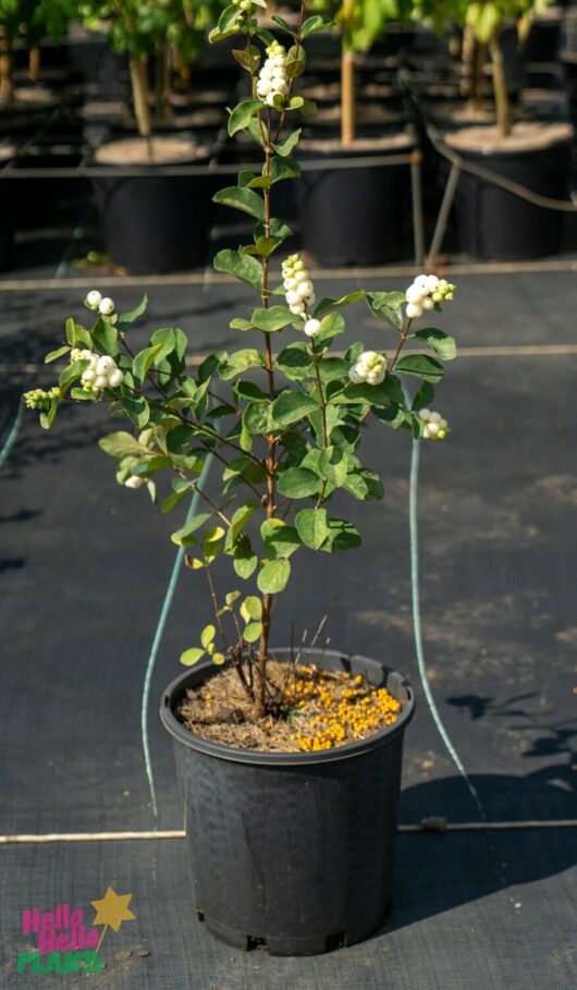 Hello Hello Plants Nursery Melbourne Victoria Australia Symphoricarpos Albus Snowberry 8in Pot