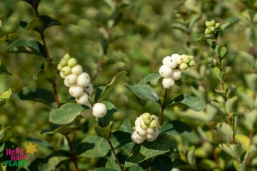 Hello Hello Plants Nursery Melbourne Victoria Australia Symphoricarpos Albus Snowberry