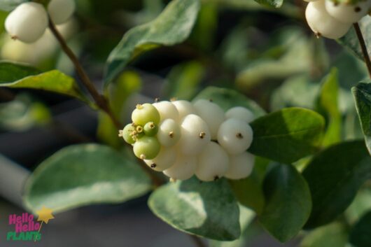 Hello Hello Plants Nursery Melbourne Victoria Australia Symphoricarpos Albus Snowberry Berry