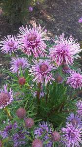 The purple asters in bloom are complemented by the striking Isopogon 'Candy Cones' Coneflower's feathery petals, creating a beautiful contrast against the lush green foliage.