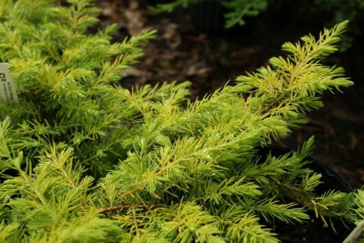 Juniperus 'All Gold' Shore Juniper