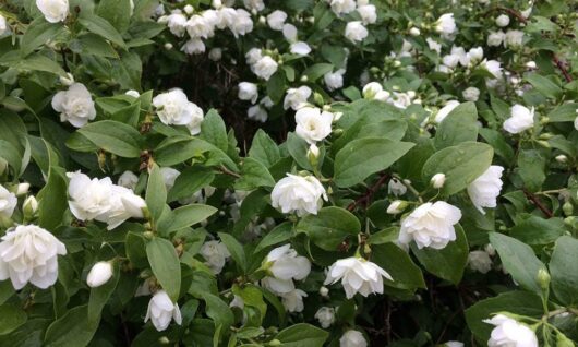 Philadelphus 'Manteau d hermine' Mock Orange 8" Pot