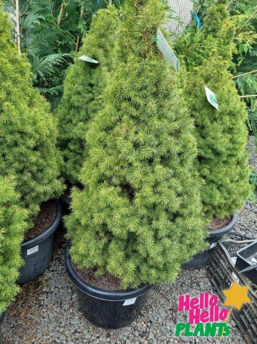 Picea glauca conica