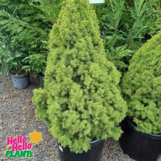 Picea glauca conica White Spruce