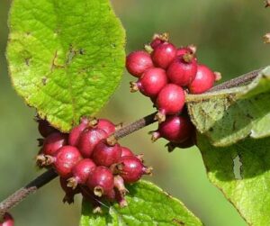 Symphoricarpos orbiculatus Coralberry