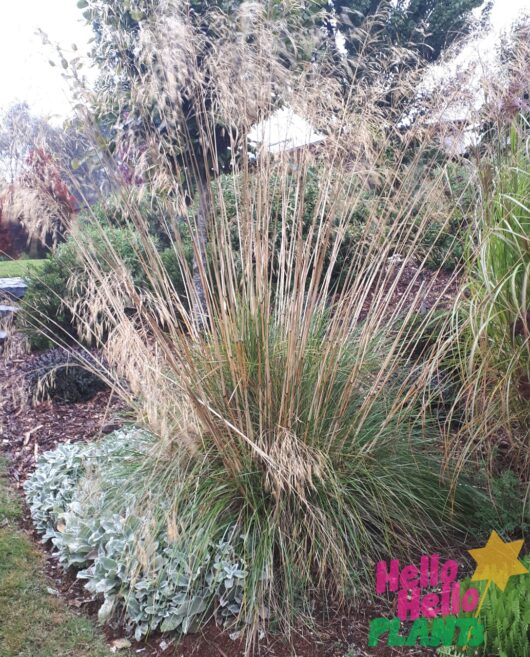 Calamagrostis 'Karl Foerster' 6" Pot