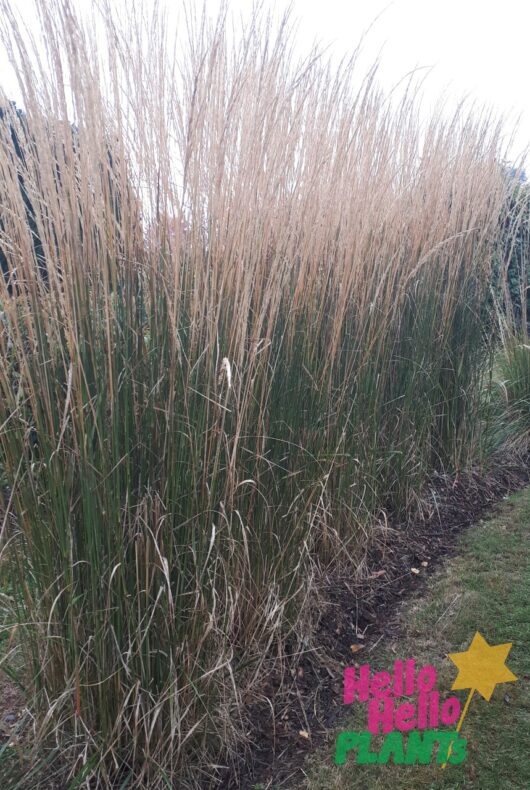 Calamagrostis 'Karl Foerster' 6" Pot