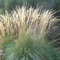 Calamagrostis 'Karl Foerster' 6" Pot