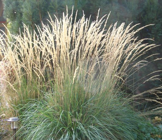 Calamagrostis 'Karl Foerster' 6" Pot