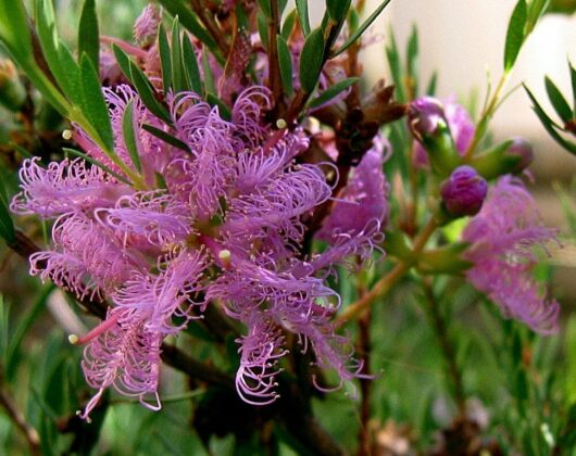 A close-up shot of vibrant pink Melaleuca 'Thyme leaf Honey Myrtle' flowers, with curly petals and lush green leaves in a garden setting.