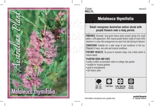 Melaleuca 'Thyme leaf Honey Myrtle' 6" Pot