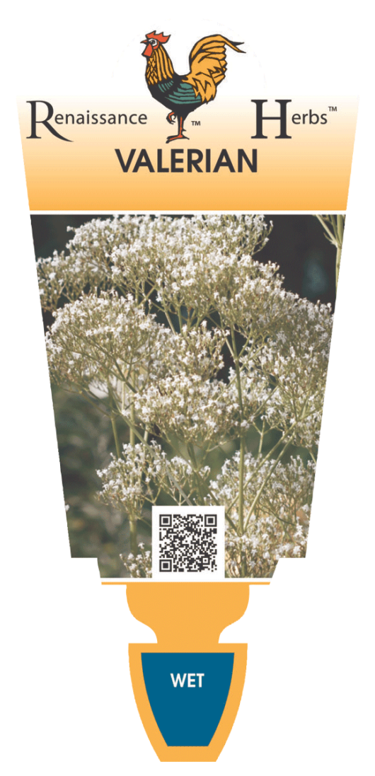 Valerian 4" Pot