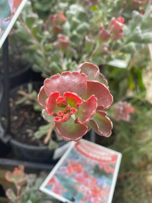 Adenanthos 'Coastal Jug Flower' 6" Pot