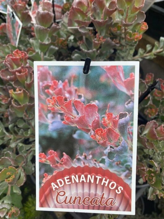 Adenanthos 'Coastal Jug Flower' 6" Pot
