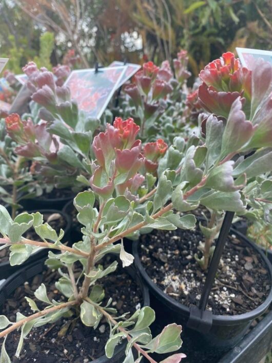 Adenanthos 'Coastal Jug Flower' 6" Pot