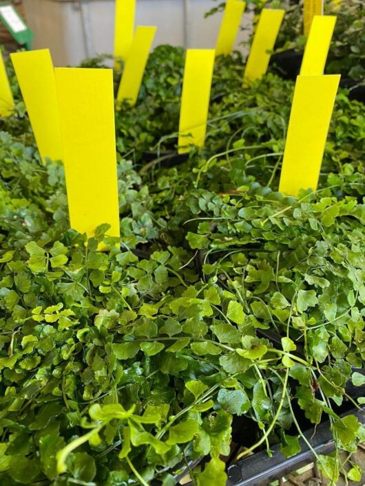Asplenium 'Necklace Fern' 6" Pot