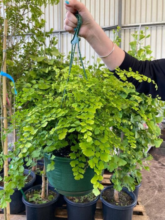 Adiantum 'Maidenhair Fern' 8" Pot (Hanging Basket)