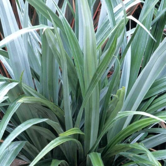 Close-up of Astelia 'Silver Shadow' in a 7" pot, featuring long, narrow, pointed green leaves that grow upwards and radiate outward.