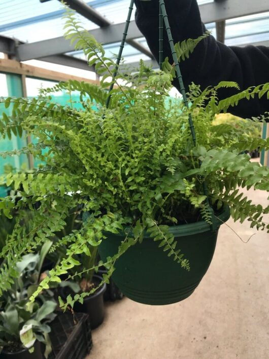 Nephrolepis 'Blue Bell' Boston Fern 8" (Hanging Basket)