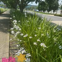 A sidewalk is lined with blooming white flowers and lush green plants, featuring the vibrant Dietes grandiflora 'Wild Iris' in a 10" pot. In the background, trees and a road can be seen. The bottom left corner is adorned with the phrase "Hello Plants" and a star graphic.