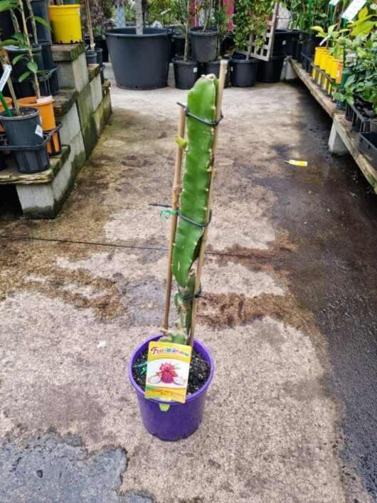 Pitaya 'Dragonfruit' (Hylocereus) 8" Pot