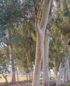 Eucalyptus 'Tasmanian Blue Gum' or Victorian Blue Gum native australian trees eucalyptus globulus