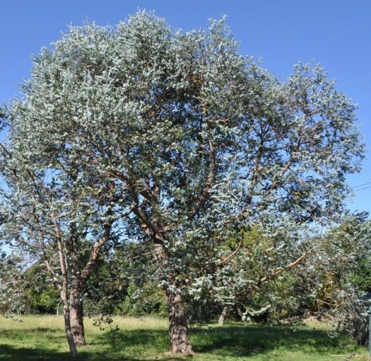 Eucalyptus gunnii Cider Gum Trees growing in the wild native australian gums with silvery-grey-blue foliage