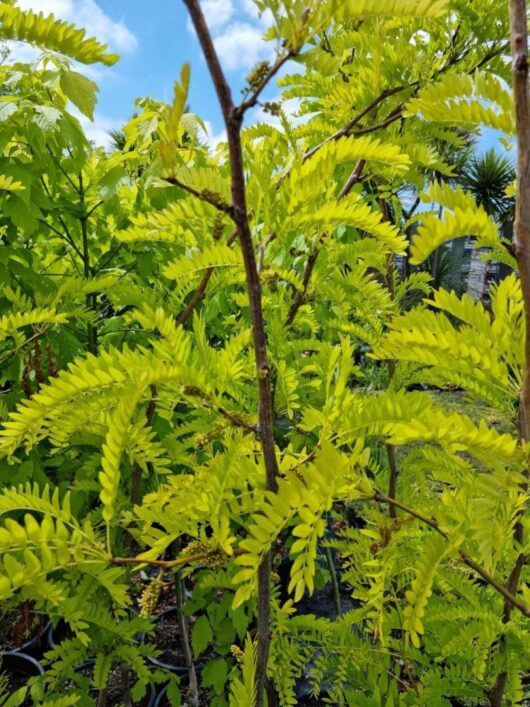 Gleditsia 'Sunburst' 12" Pot