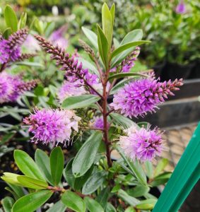 Hebe Inspiration close up flowering with beautiful fury purple and white flowers and green leaves perfect for border plants