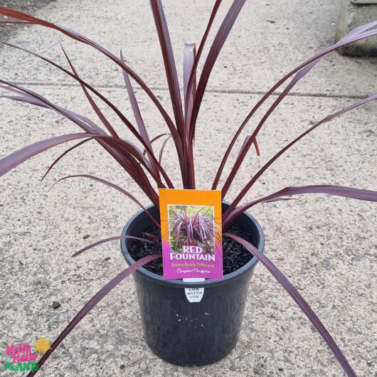 Hello Hello Plants Cordyline ‘Red Fountain’ 8″ Pot